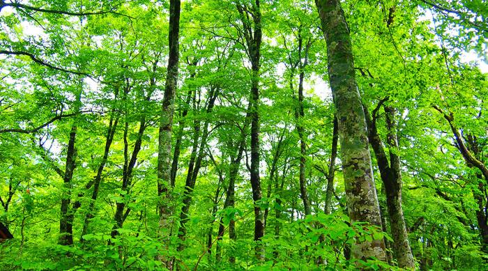 白山ブナの森キャンプ場